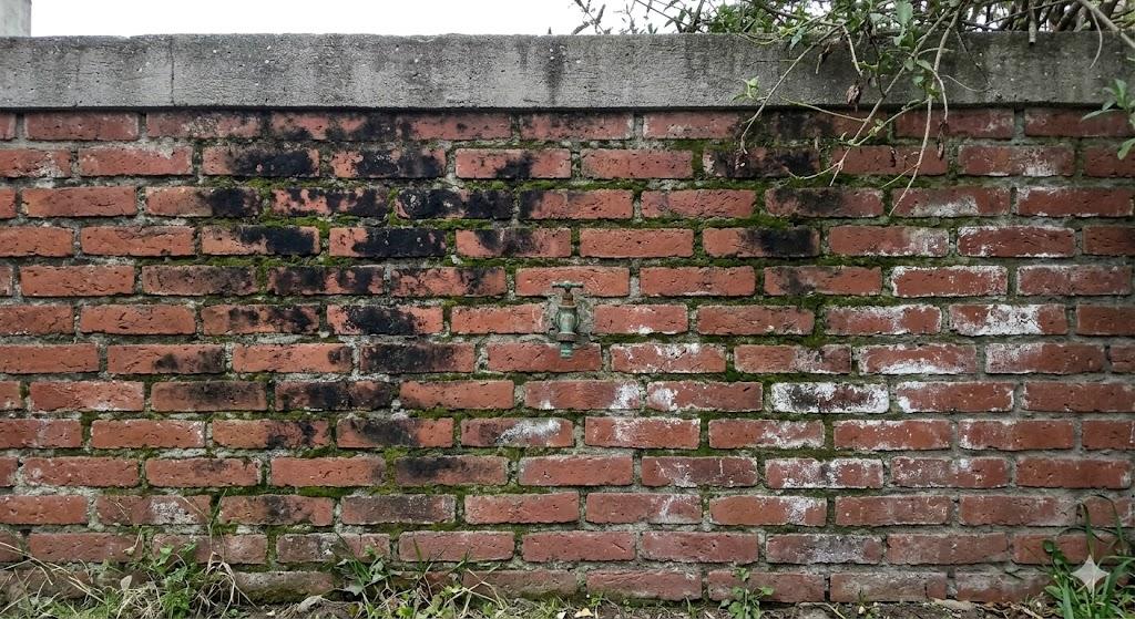 Pared con humedad y hongos antes del hidrolavado